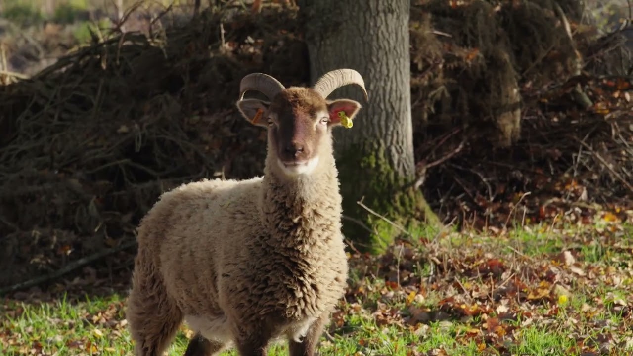 Boosting heathland habitat thanks to funding from Biffa Award