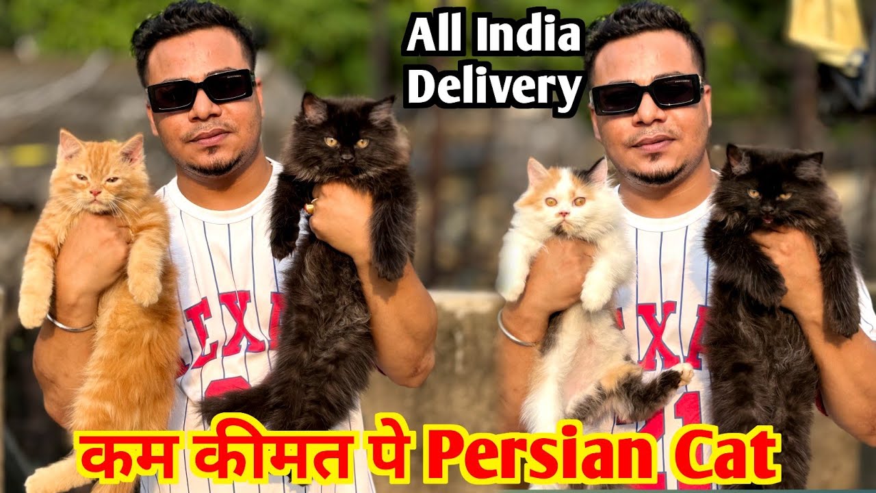 Persian Cat Price in Kolkata. Cat Market in Kolkata. Best Cat Shop in Kolkata.