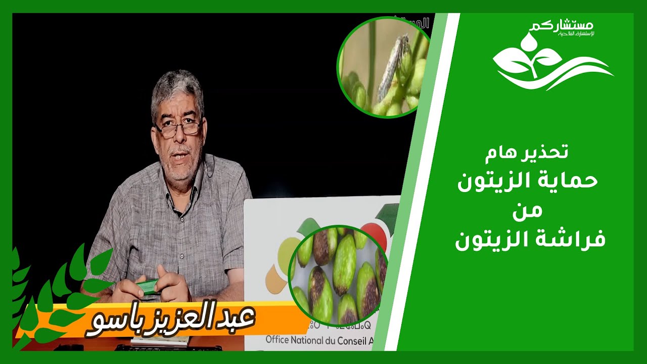 ركن المستشار الفلاحي : حلقة إستثنائية حول فراشة الزيتون الجيل الثاني