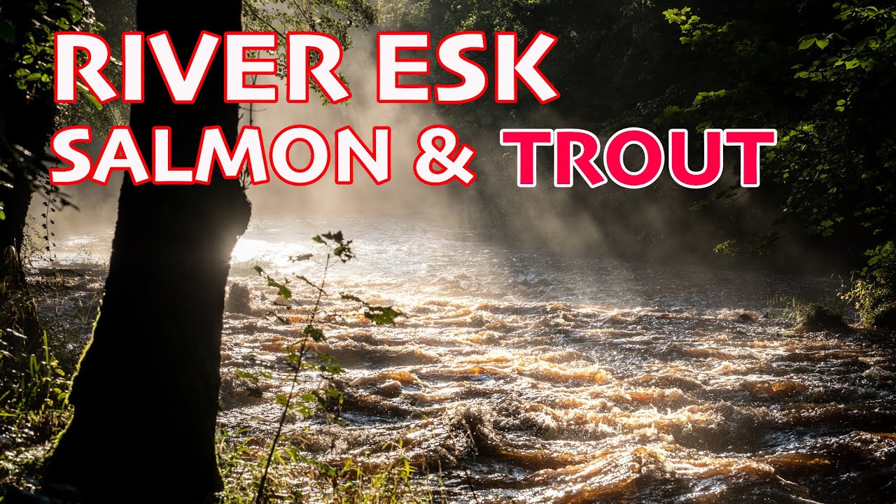 River Esk Salmon And SEA Trout Migration Whitby To Castleton 2022