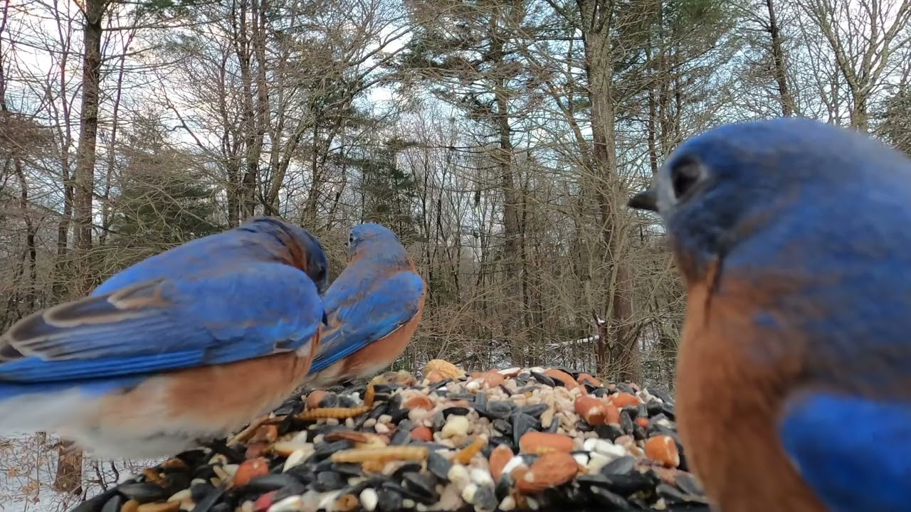 Dark-eyed Juncos, Bluebirds, Goldfinch