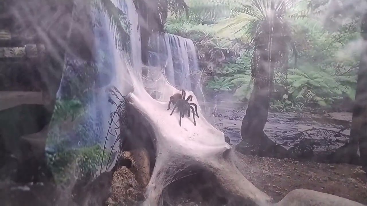 Arthur  visita o zoológico Selva viva conhecendo os animais de pertinho 