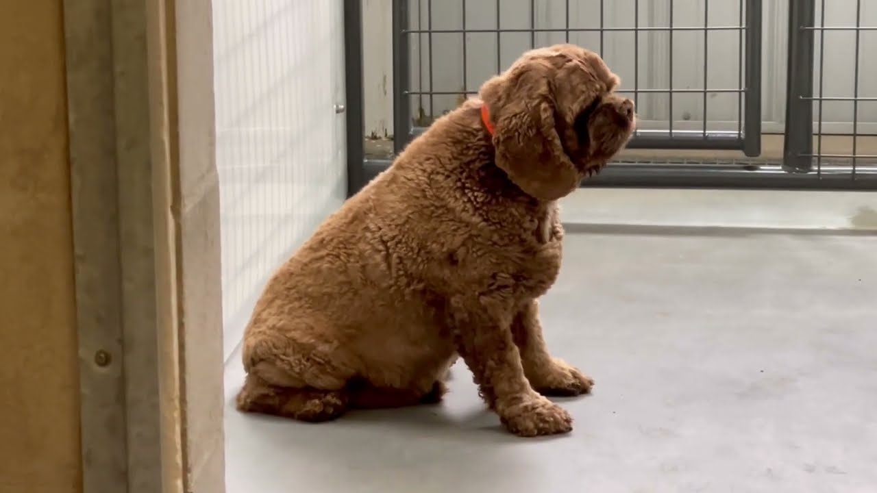 Dogs Rescued from Puppy Mill Receive Their First Ever Blanket