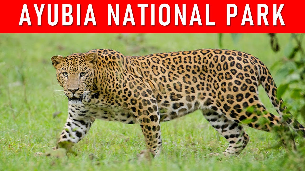 MIND-BLOWING Secrets of Ayubia National Park, Pakistan