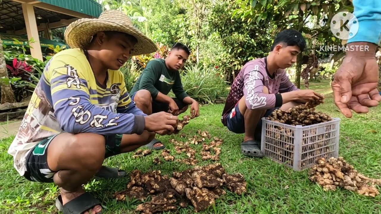 PANIBAGONG BINHI N LUYA TAIWAN VARIETY PAGPAPARAMI 