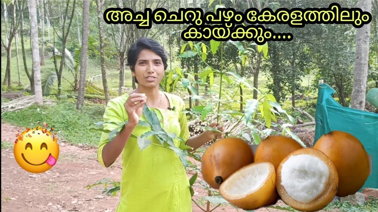 Amazonian fruit Achachairu...🤤🤤