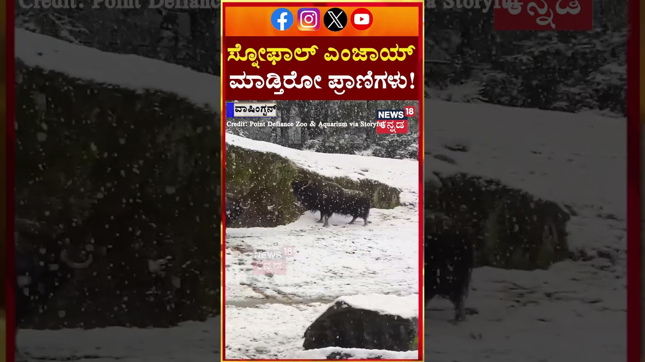 Zoo Animals Enjoy Snow Day in Tacoma | ಟಾಕೋಮಾ ಮೃಗಾಲಯದಲ್ಲಿ ಪ್ರಾಣಿಗಳಿಗೆ ಹಿಮಪಾತದ ಸಂಭ್ರಮ! | N18G