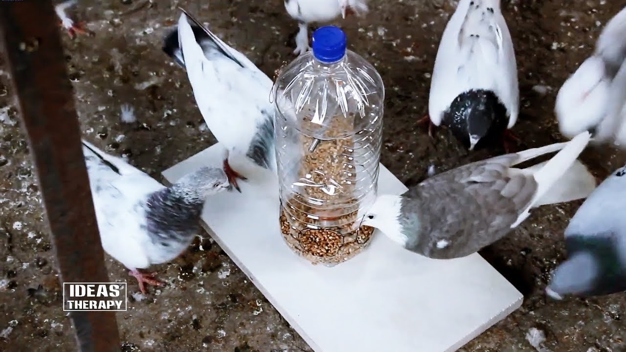 How To Make A Automatic Bird Feeder DIY Plastic Bottle | Home & Wild Bird Feeder | Ideas Therapy
