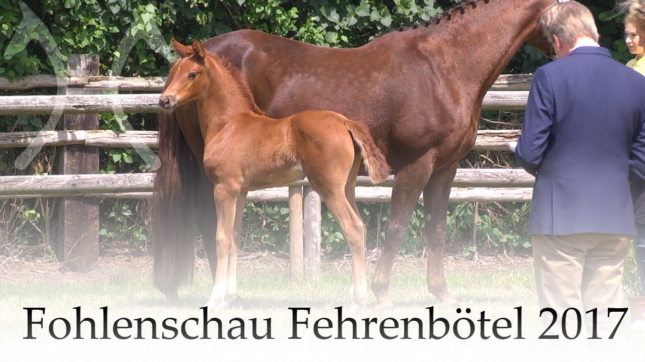 Fohlenschau Fehrenb&ouml;tel 2017 Best-Of