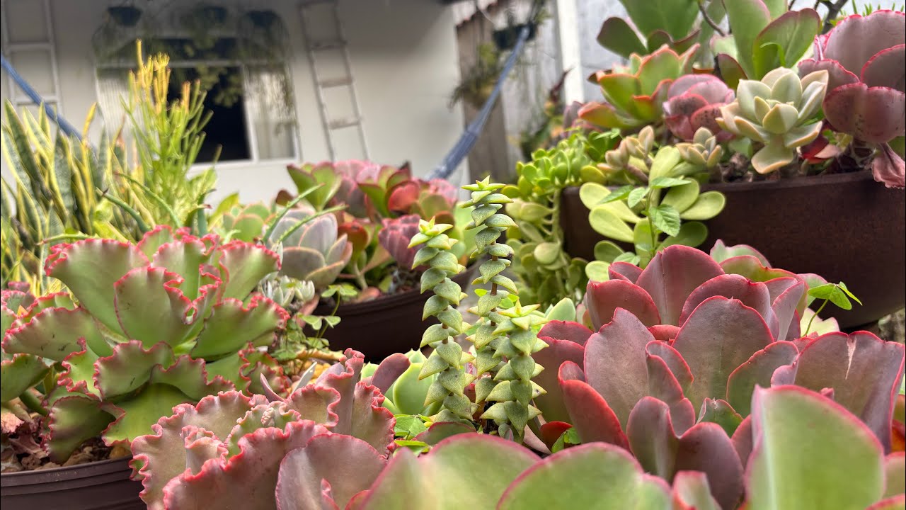 Como o período chuvoso é pras suculentas e outras plantas 