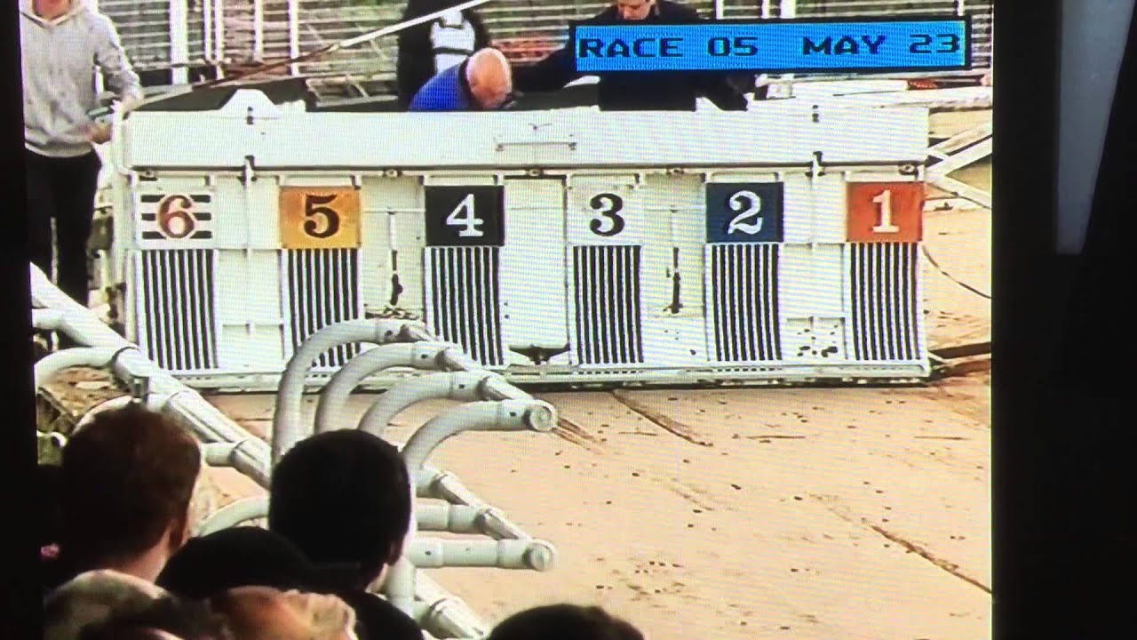 Rinkies lad first open race Harlow greyhound stadium