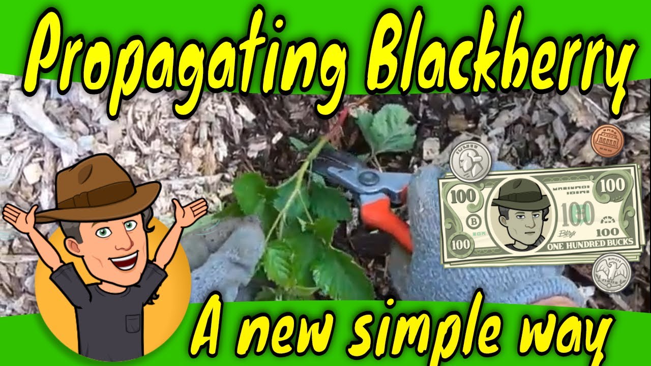 Propagating blackberry plants A new simple system