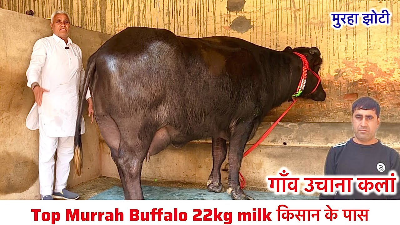 आम पुशपालक से ख़रीदे मुरहा भैंस सुन्दर और दुधारू 22 किलो दूध की Top Murrah Buffalo 