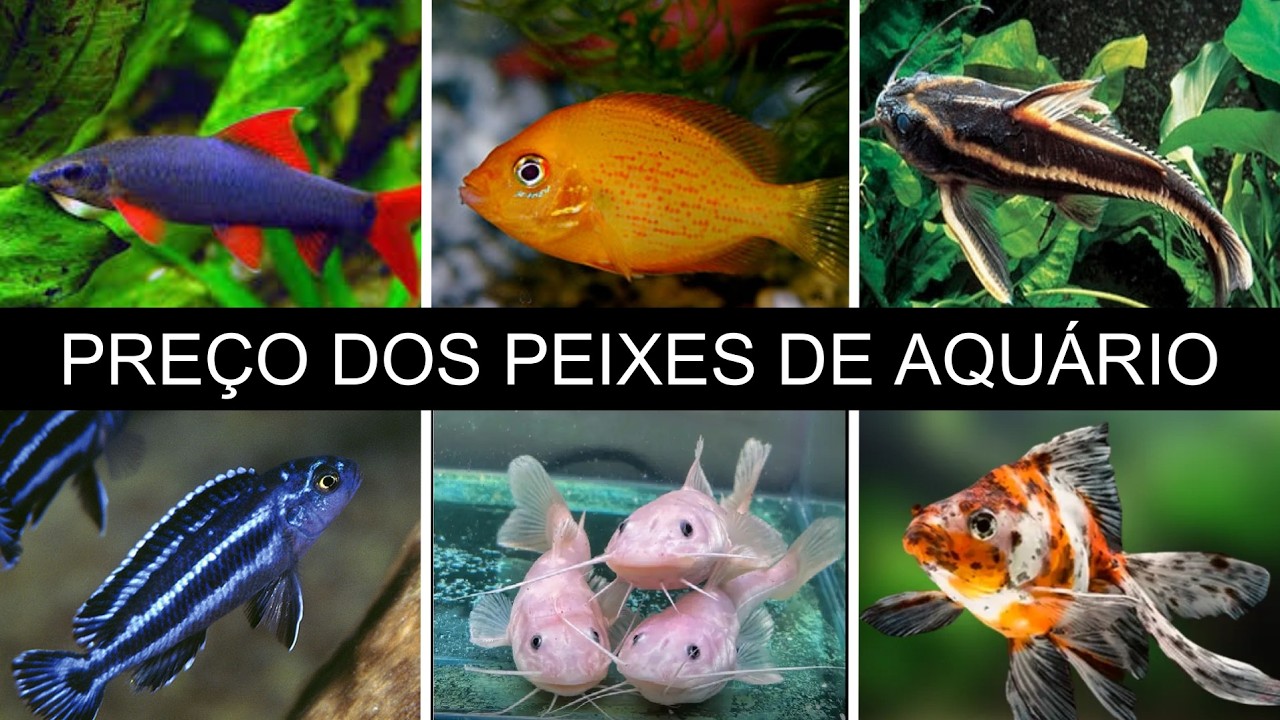 Preço de PEIXES de AQUÁRIO na RUA FLORIANO  - #aquario #aquarismobrasil