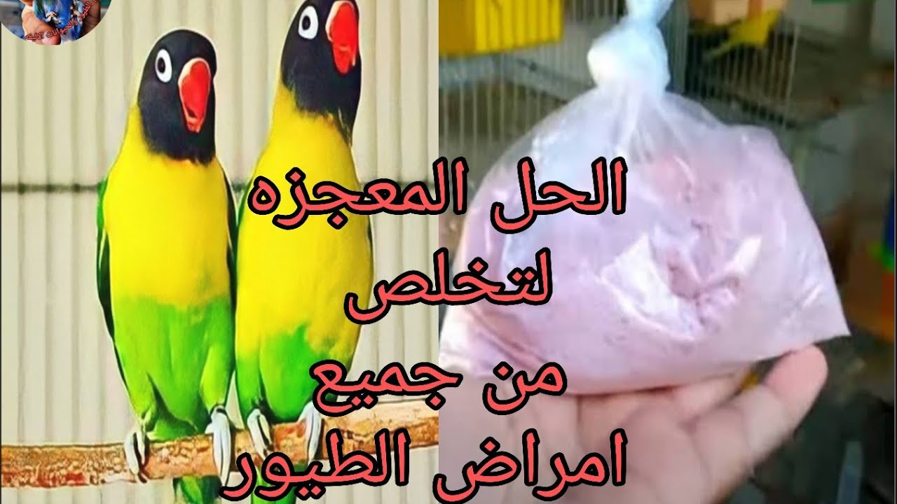 الحل المعجزه والسحري للقضاء على جميع امراض الطيور 💯💯(الفيركون اس)