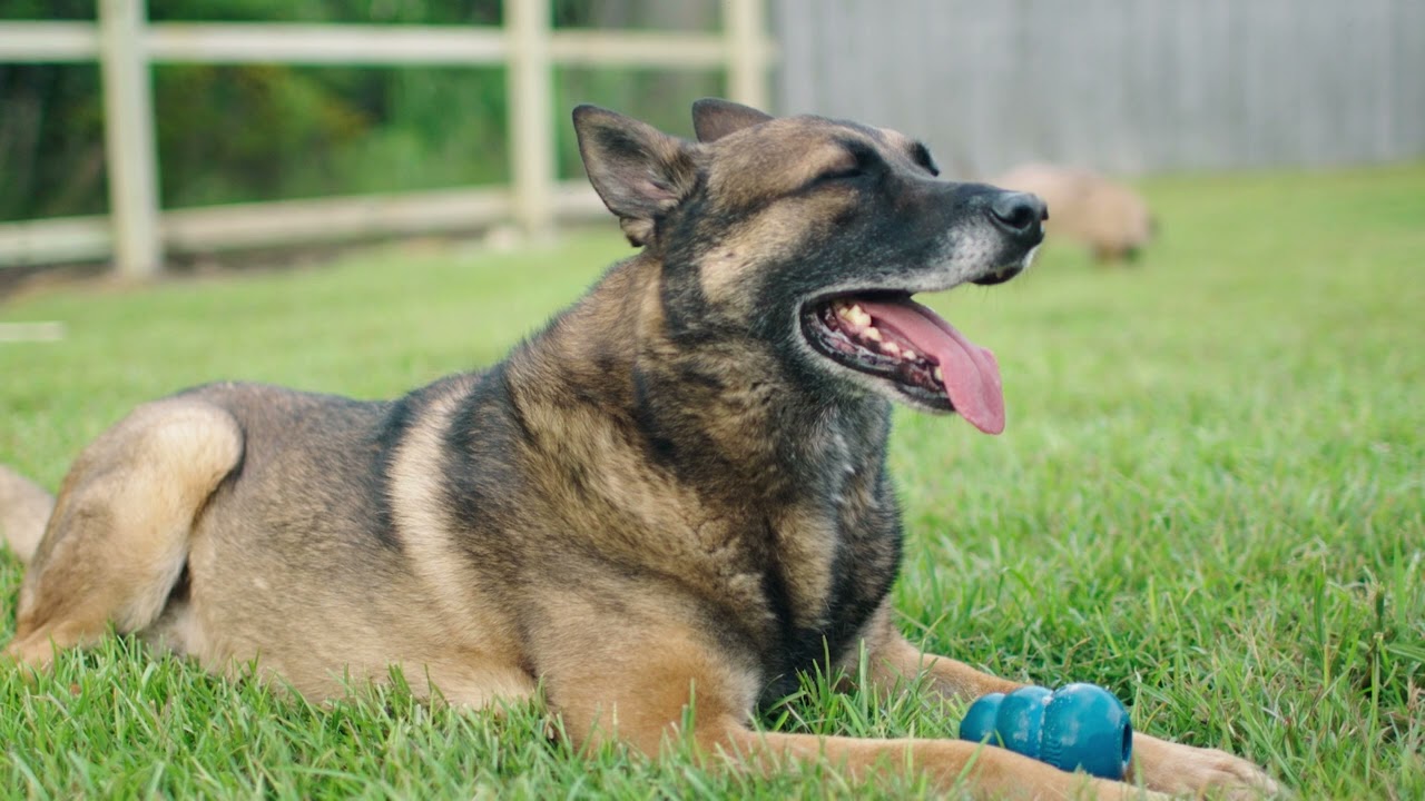 US War Dogs 25th Anniversary Fence Project