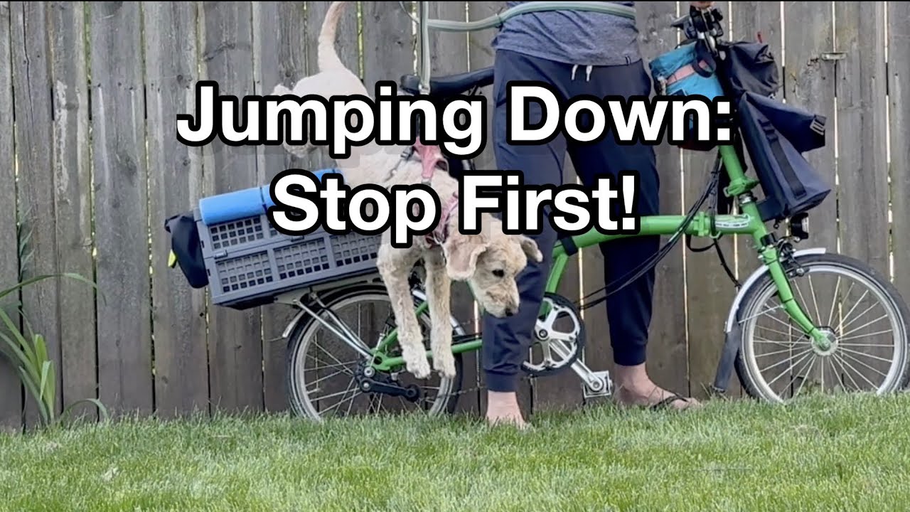 What Happens When Your Dog Jumps Down from a Bicycle | Dogpacking Tips