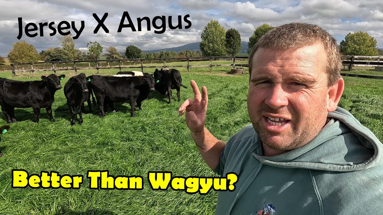 Jersey Cross Angus, Best Meat Around!? More Halters installed & Big Winter Project