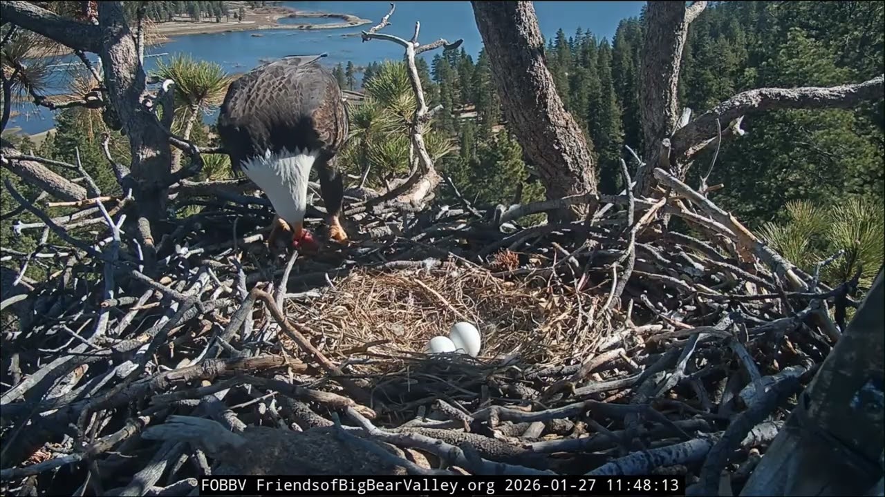 Shadow had a nice meal then incubate for 4 hours | 1.27.26