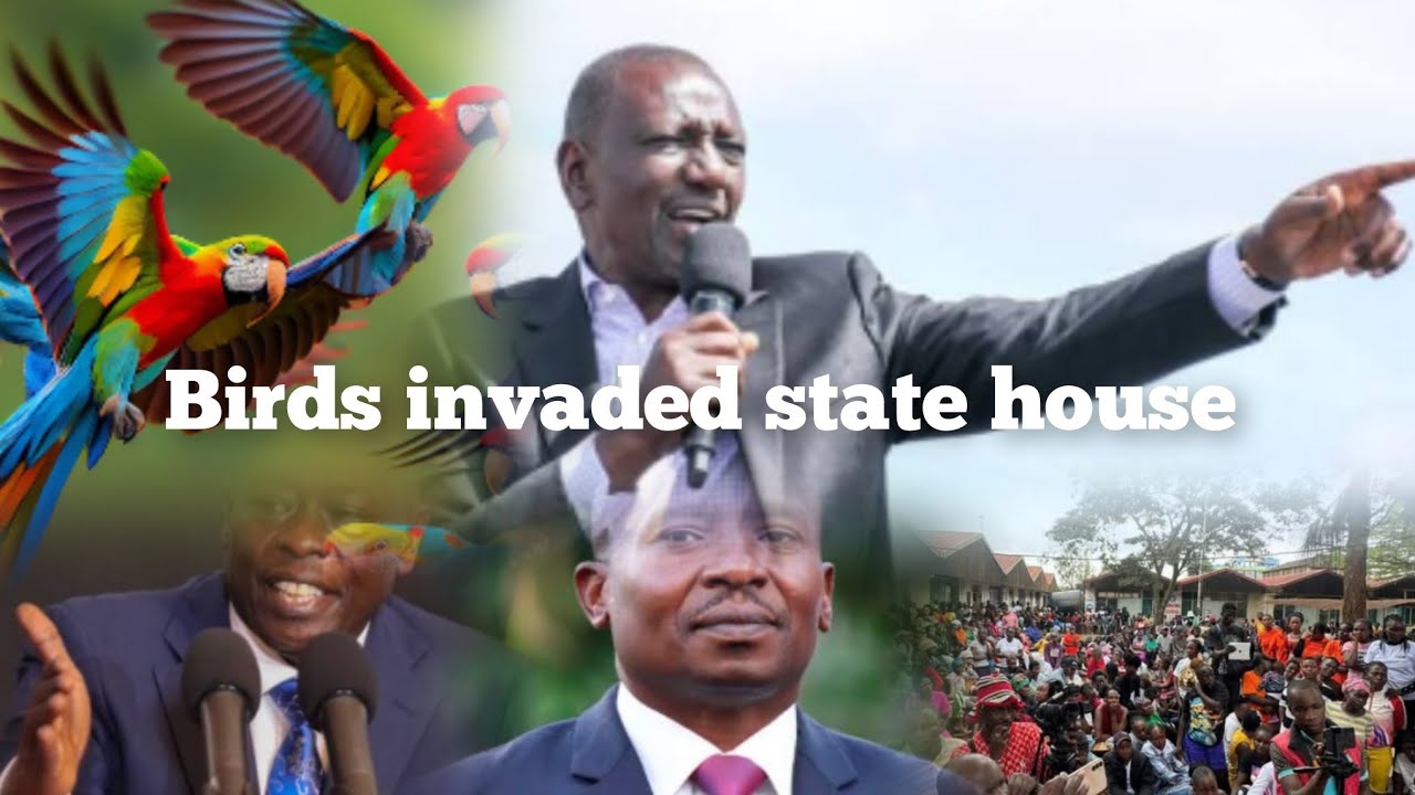 Birds invaded statehouse as GENZS laugh uncontrollably.