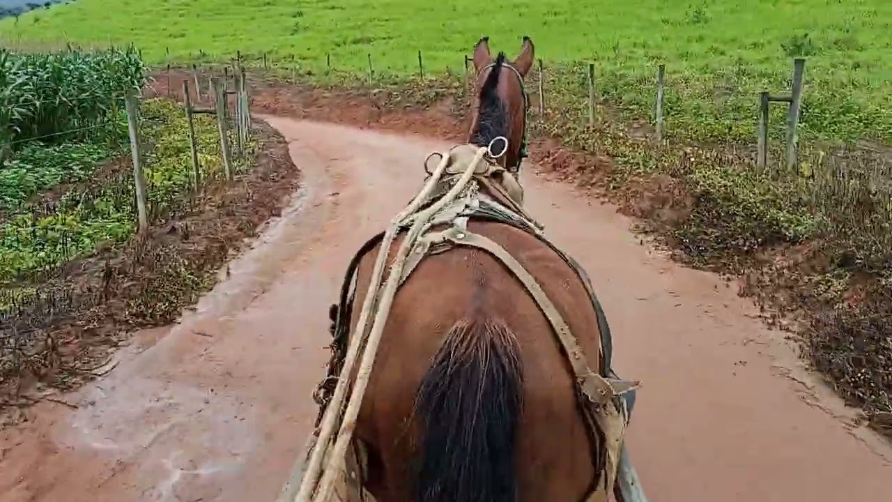 Bom dia meu povo 😍😍🤩🤩🤩#fazenda #cavalo #paisagemnatural #vidanaroça #horse 