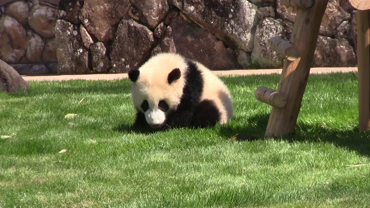 #1-10 April 2019 Saihin and Rauhin at Adventure world, Japan