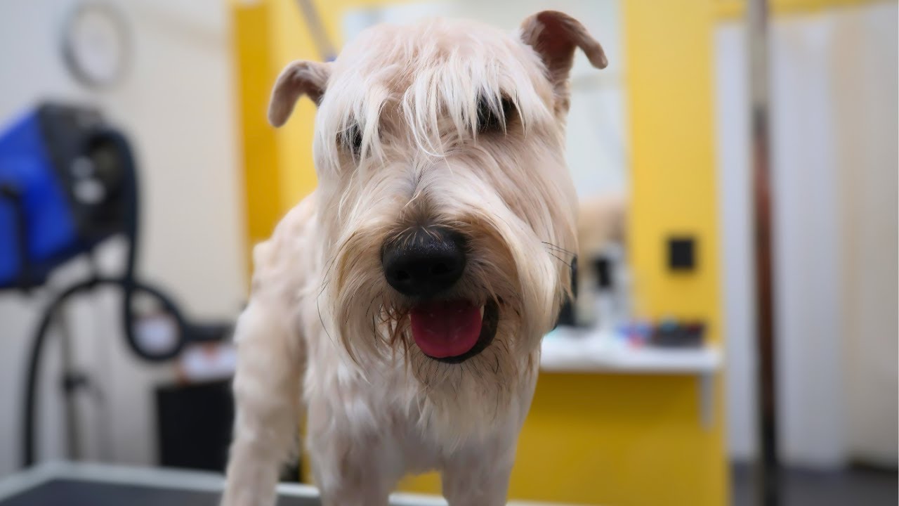 Lovely Wheaten Terrier Samu: A Calm Grooming Session with a Neat Finish