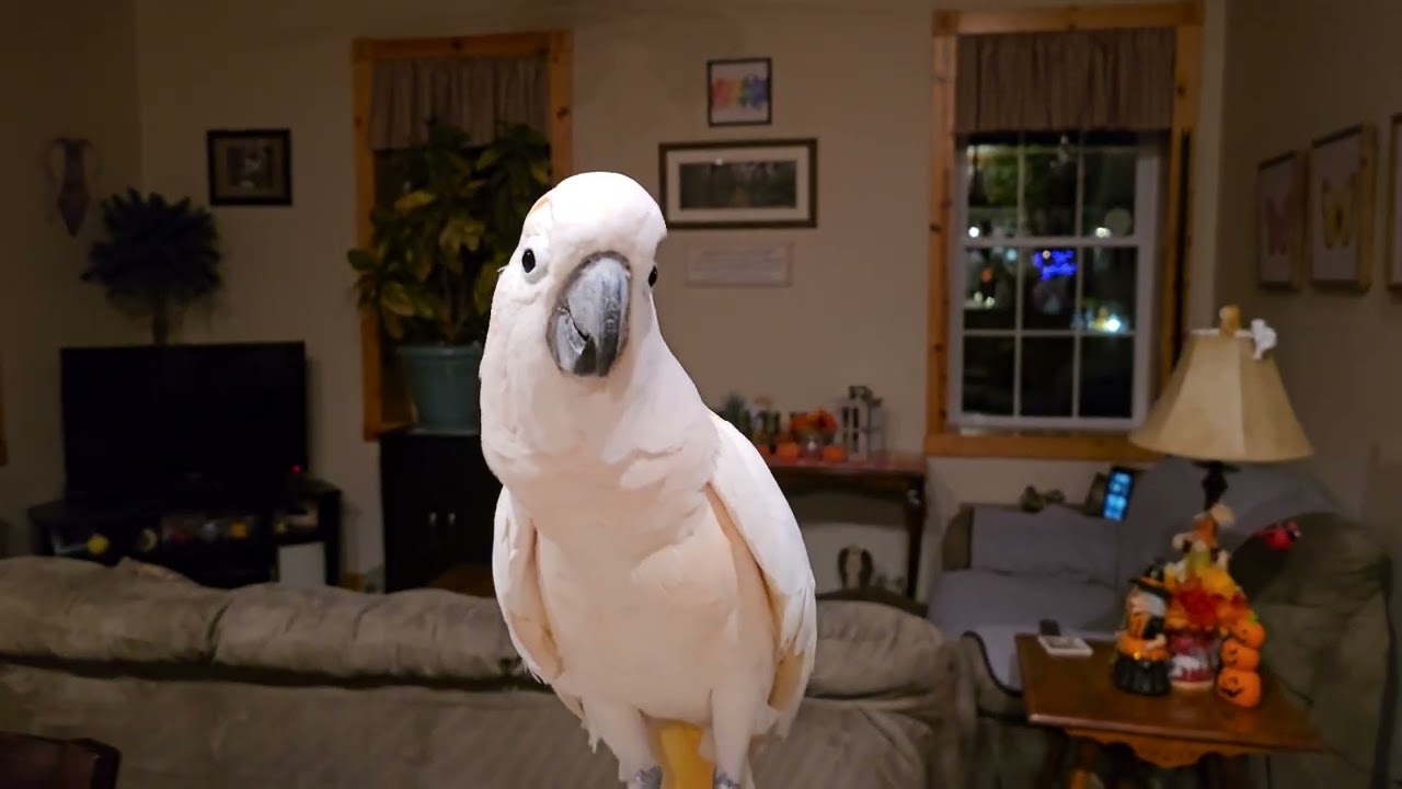 What Else Can A Cockatoo Throw On The Floor?