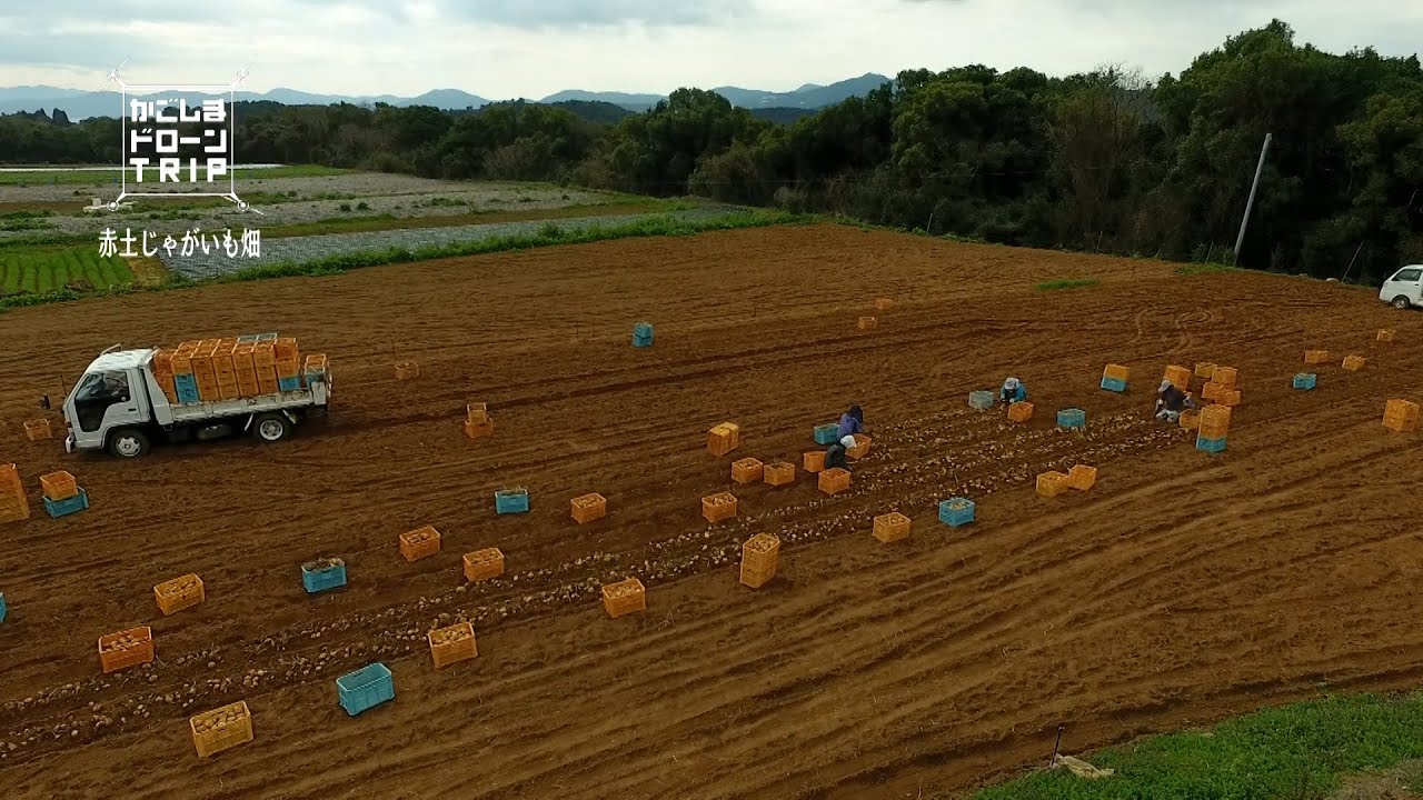 出水郡長島町鷹巣・赤土じゃがいも畑【かごしまドローンTRIP】