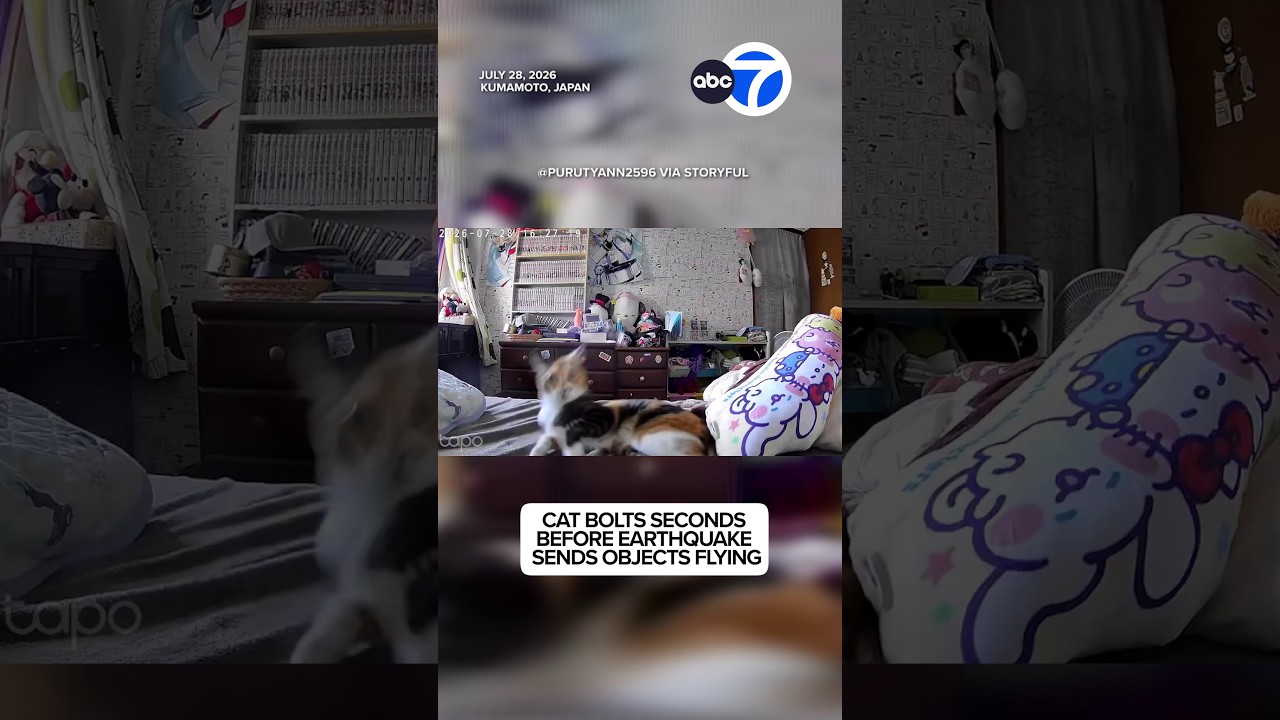 Cat bolts seconds before earthquake sends objects flying