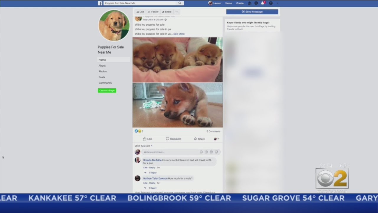 Man Trying To Buy Puppy For His Wife Falls Victim To Facebook Scam
