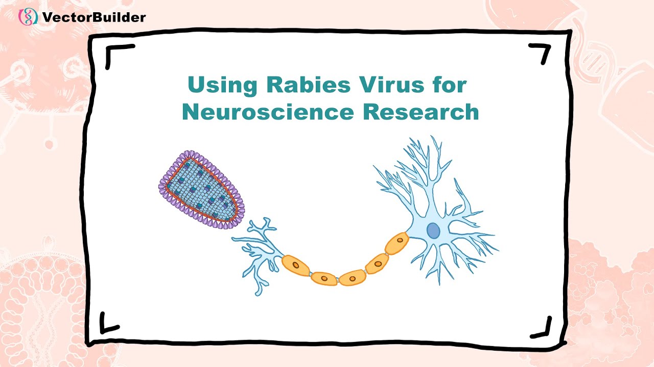 Using Rabies Virus for Neuroscience Research