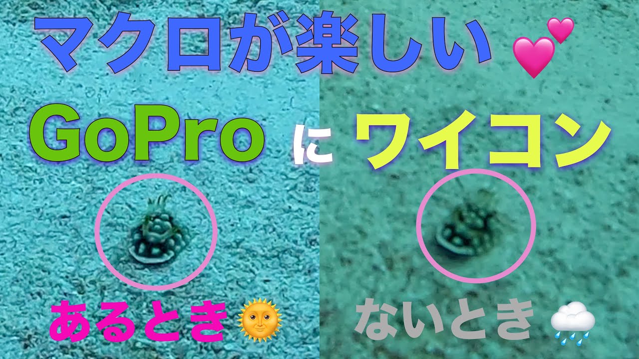新🥑🤿GoPro Hero10にAOI UWL-03をつけてみました。マクロ多目です。