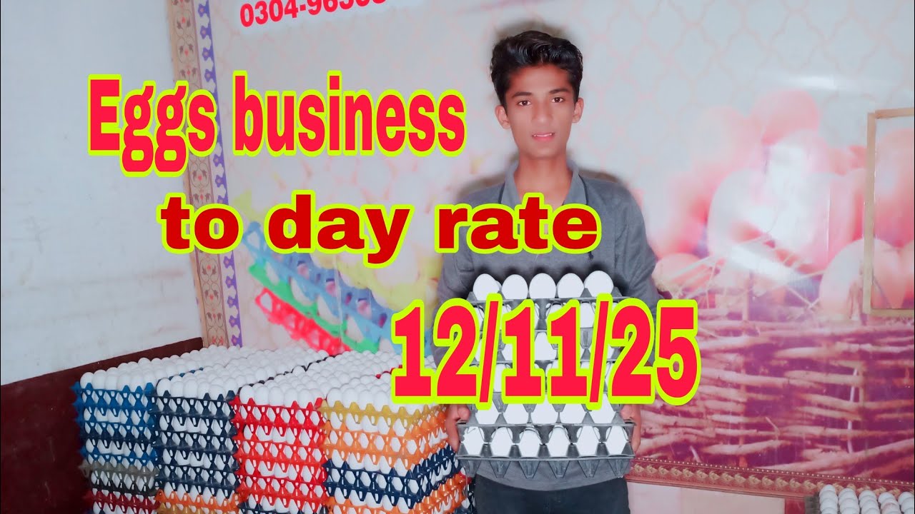 Eggs business|eggs rate today|Andy ka krobar|poultry farm business 