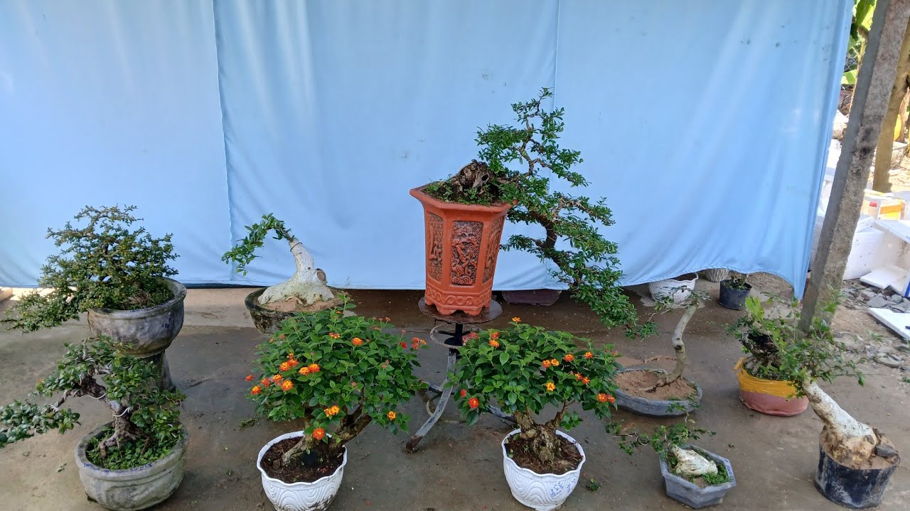 Trưa 1/3 #0346714857 gl hải châu. Củ duối. Sam trái. Ngủ sắt. Trà phúc kiến trắc dây....bao ship 🥰🥰🥰
