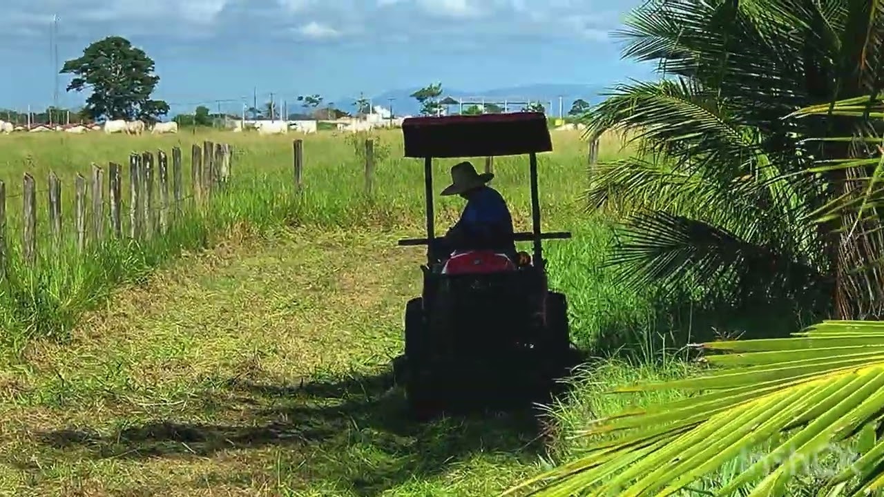 Kubotinha na lida da roçagem