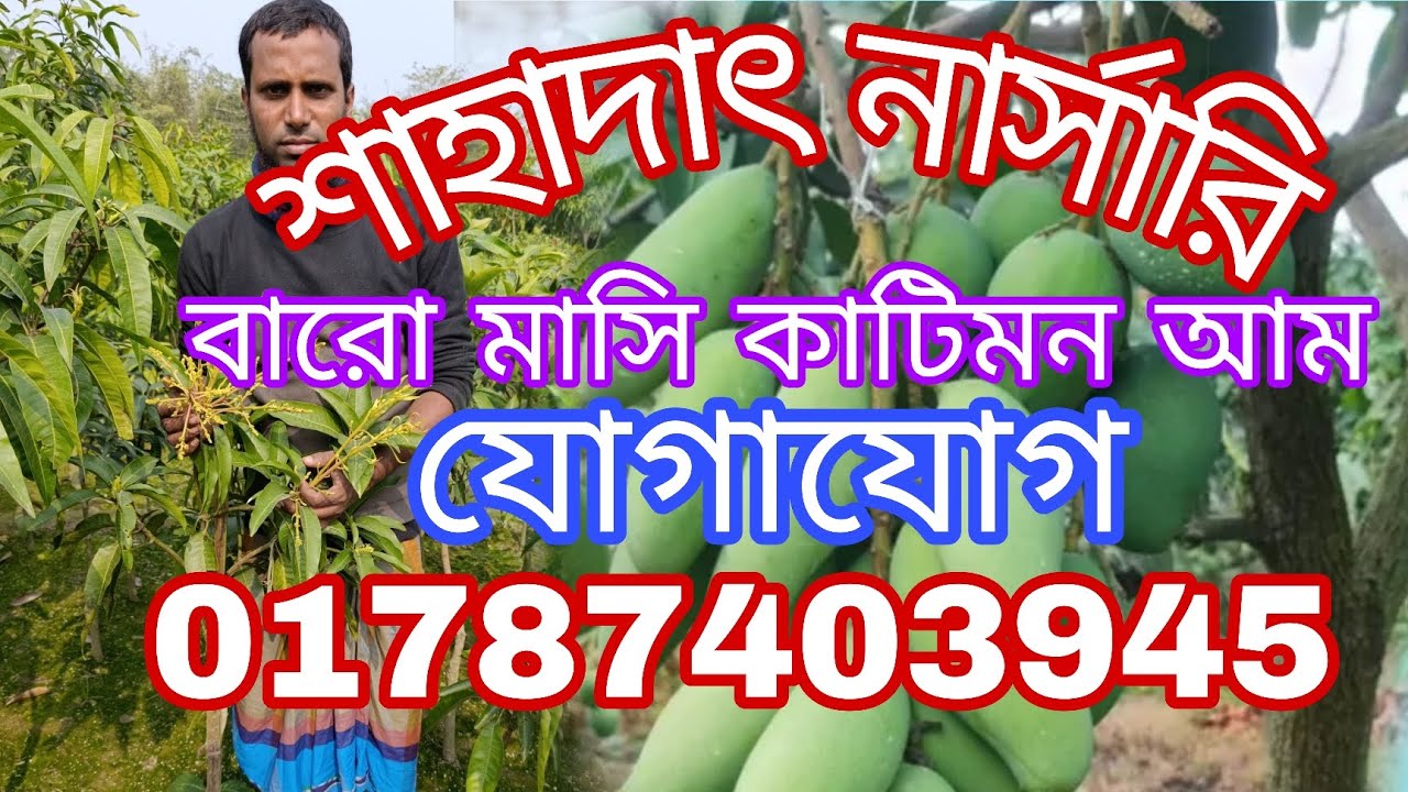 বিভিন্ন প্রকার আমের চারা সীমিত মূল্যে বিক্রি চলছে যোগাযোগ 01787403945