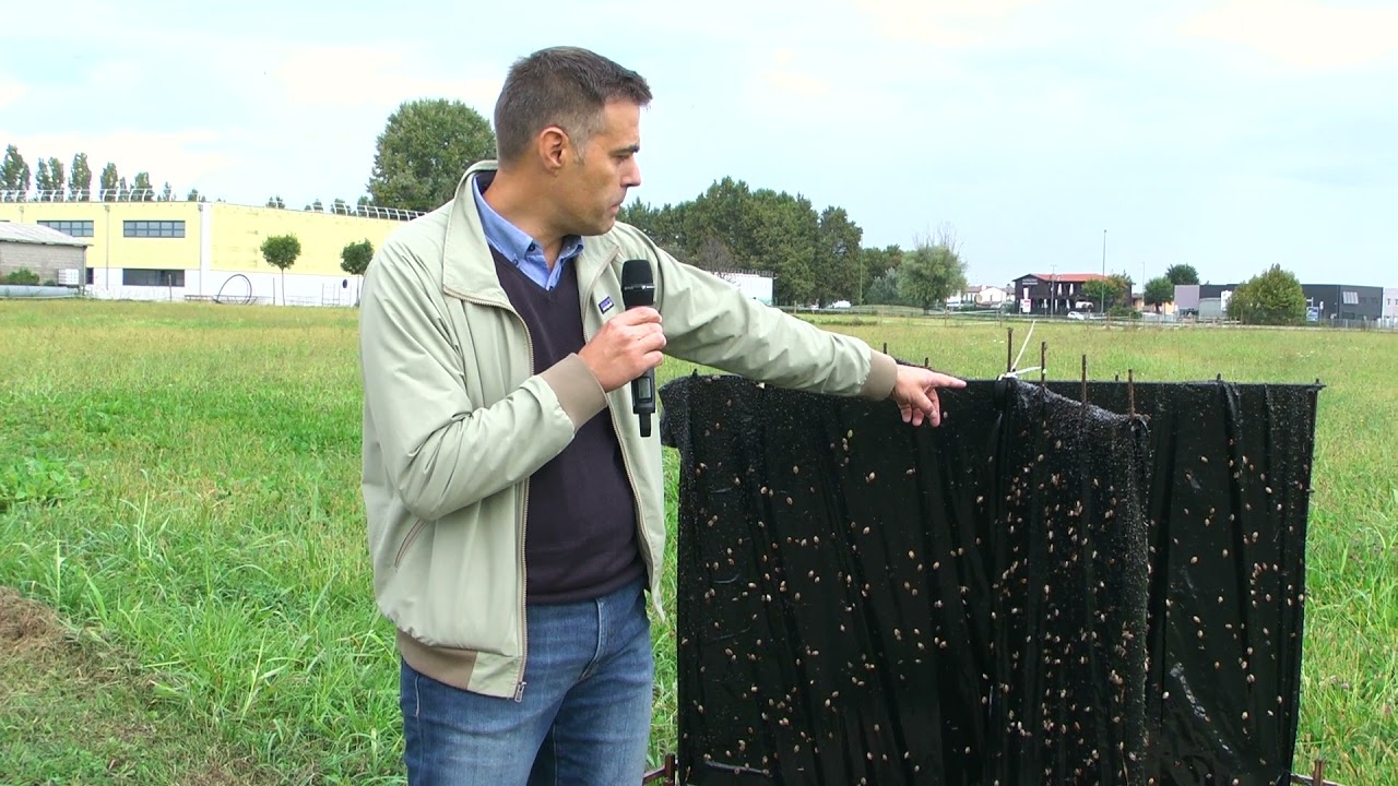 Problema "cimice asiatica"