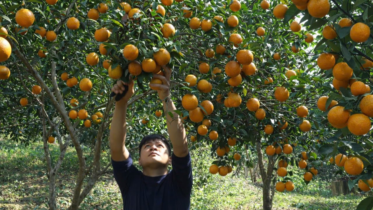 After Selling Oranges, Trieu Kang Begins a Deep Forest Journey