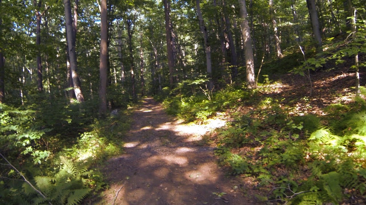 Take a Peaceful Walk with Me in the Woods for ASMR Relaxation & Sleep