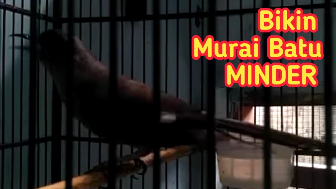Murai batu minder bila isinya seperti ini!! Masteran burung murai air speed rapat dan panjang