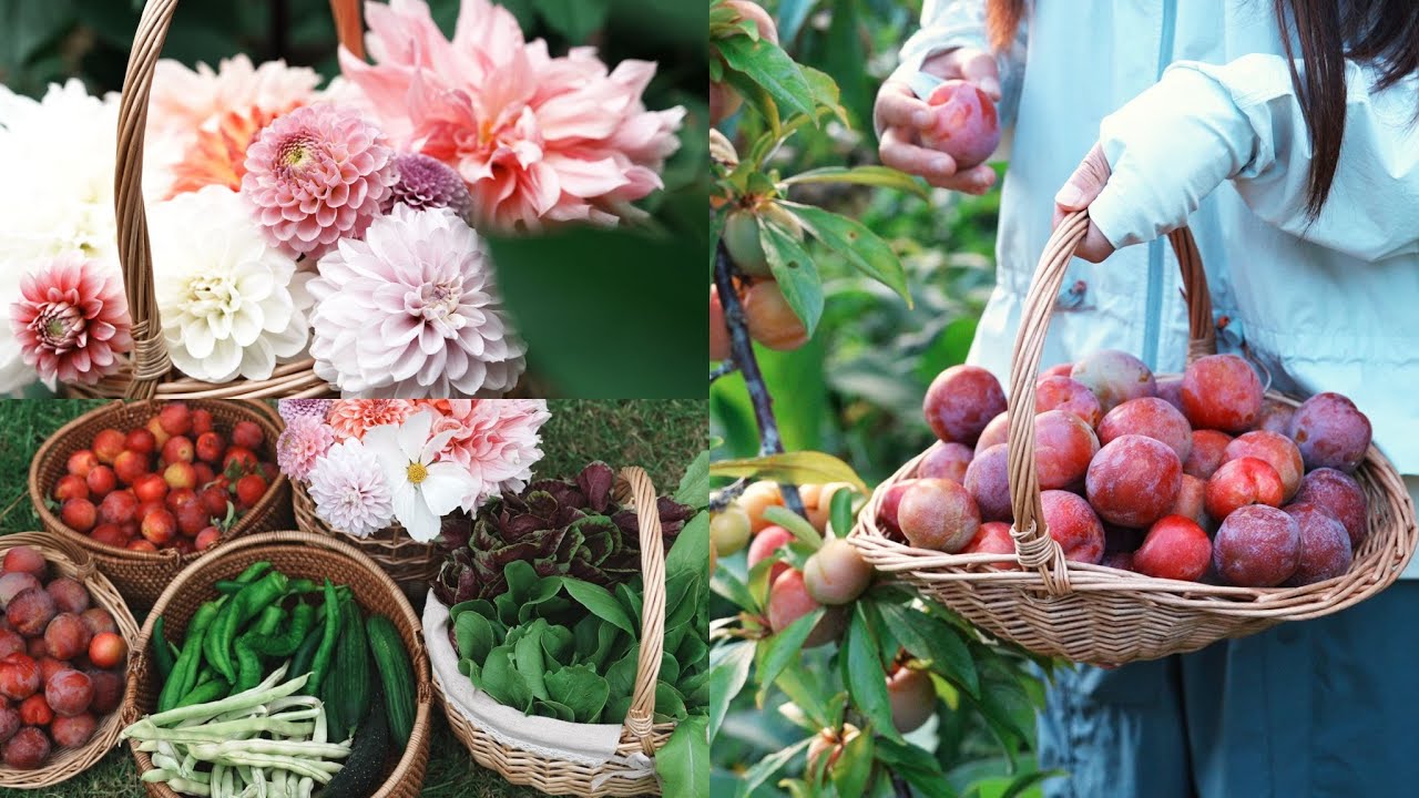 Bountiful New Year Harvest: Plums, Veggies & Dahlias from My Peaceful New Zealand Garden