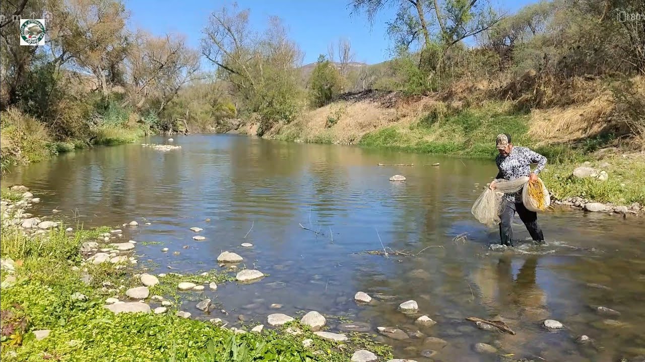en los charcos del rio encontramos tilapias fileteras y carpas gigantes