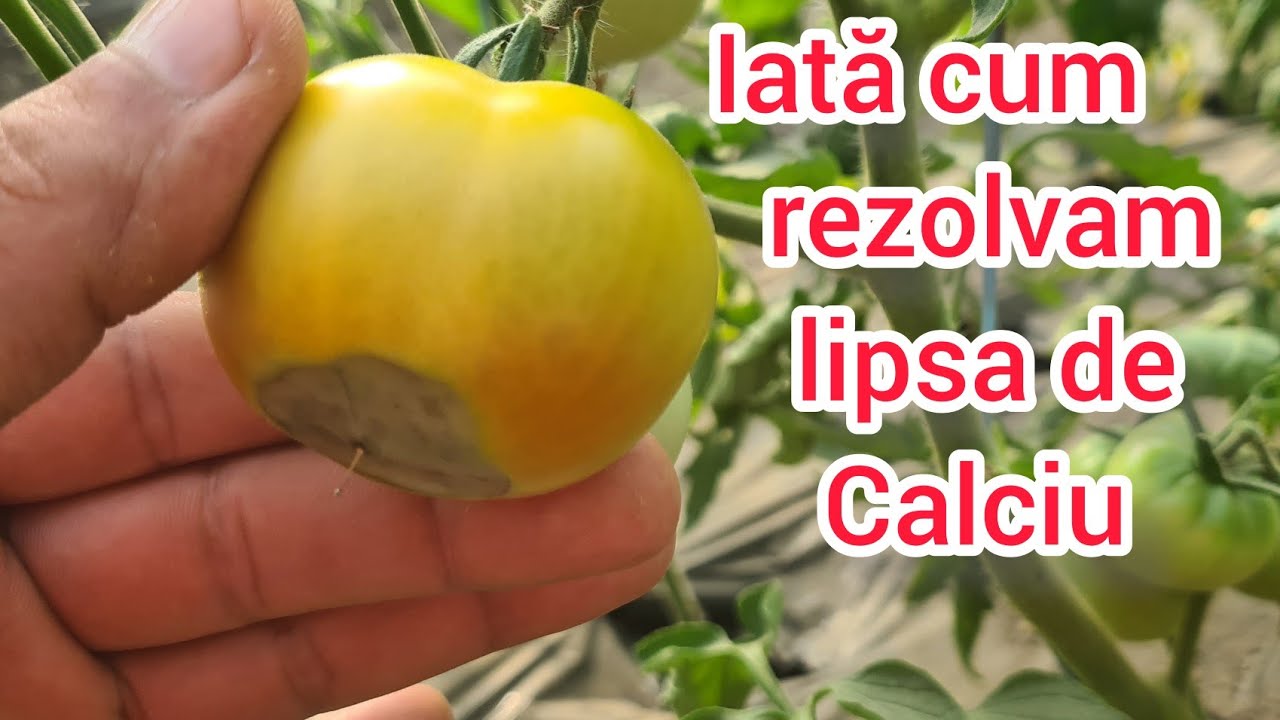 Lipsa de calciu la tomate Reteta de fertilizare si cum extragem calciu natural