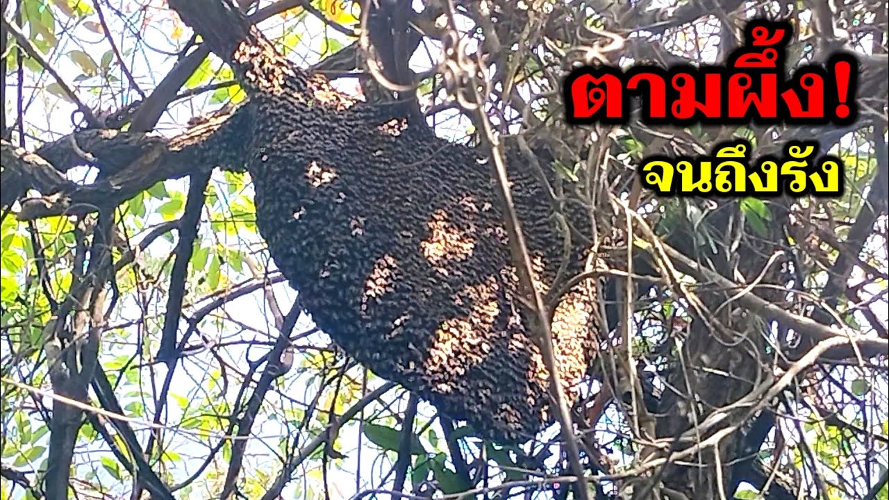 ตามผึ้งหลวง! ตามจากผึ้งงานที่ลงกินน้ำจนถึงรัง / ผึ้งหลวง นครอุบลฯ