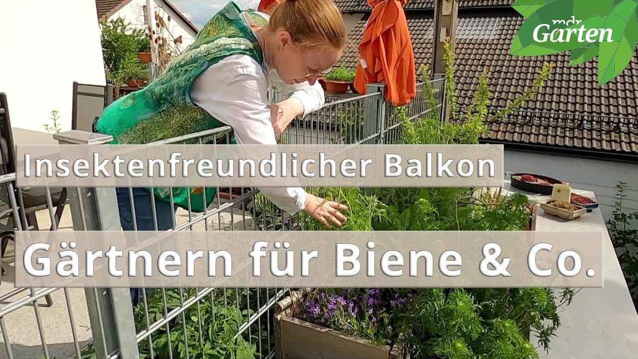 Ein Balkongarten für Bienen und Schmetterlinge | MDR