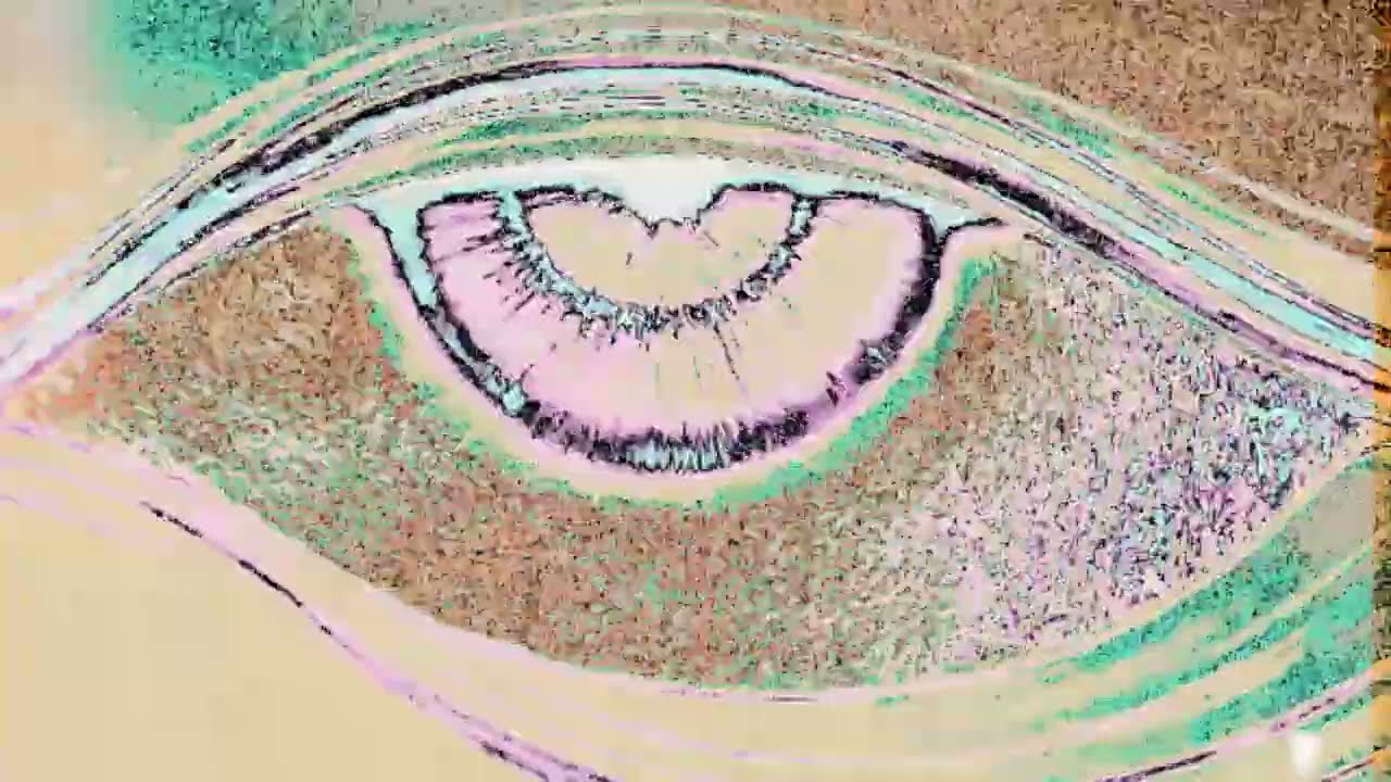 UNSTOPPABLE SOUL (DRUGWORLD)