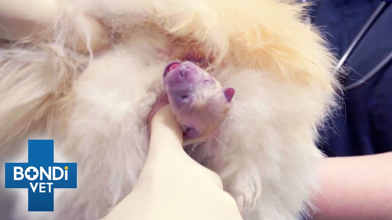 Emergency 🚨 Puppy Is Stuck In Birth Canal | Bondi Vet