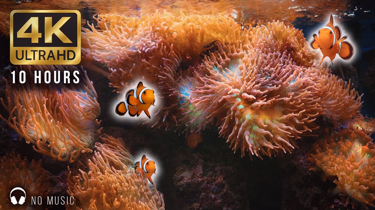 10-Hour 4K Clownfish Aquarium | Relaxing Bubble-Tip Anemones & Natural Water Sounds