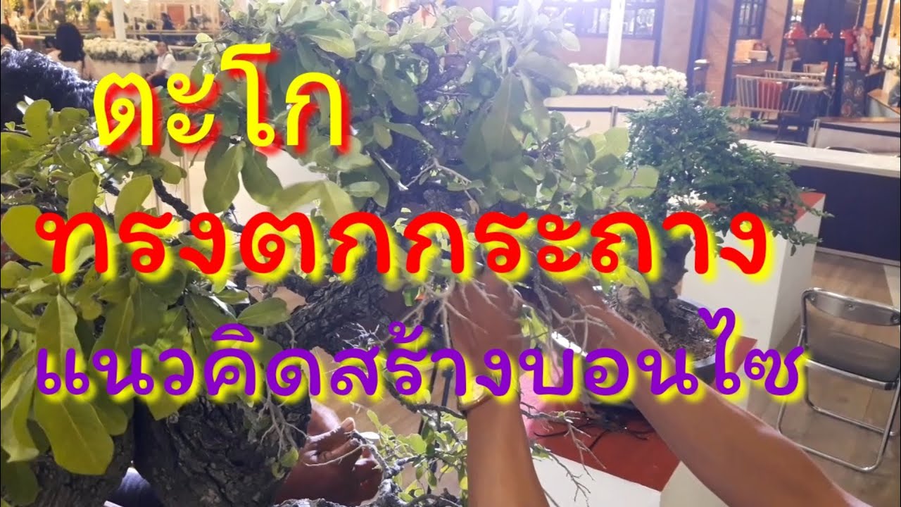 บอนไซ : แนวคิดการสร้างไม้ทรงต้น,จากคุณแก้ว แปดริ้ว,มือใหม่ดูจบแล้ว,จะเห็นแนวทางมีกำลังใจ,ไม่ท้อ!